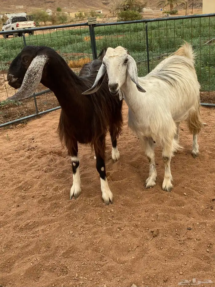 معزا مصريات دفيع رباعيات تمم البيع 8