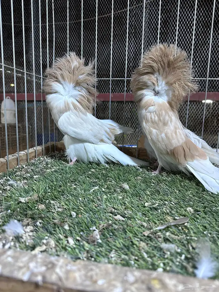 مجموعة جاكوبين حوامل لافندر بار كلهم 0