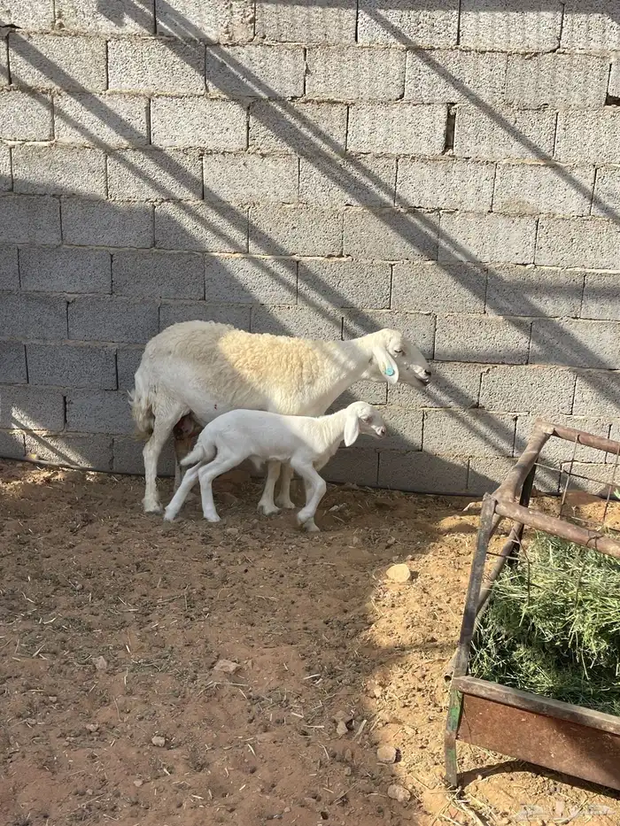 شاة حرية حرشاء صنف متبع 1