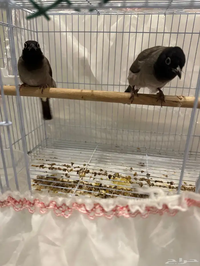 نغاري وليفه 7