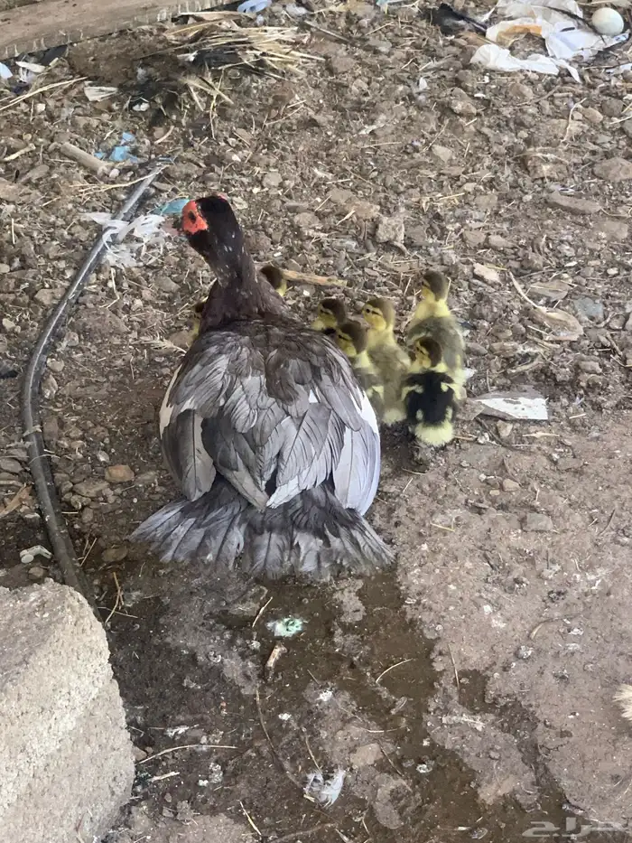 بطة مع فروخها 5