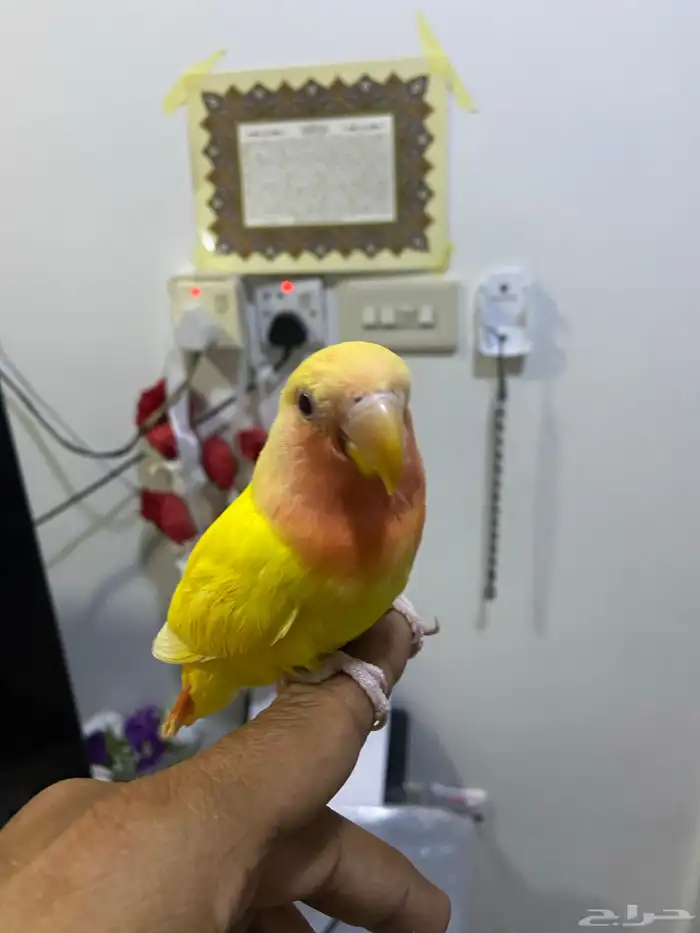 روز تربية 3