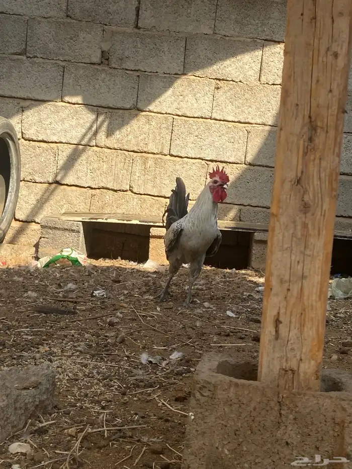 ماشاءالله ديك بلدي 3