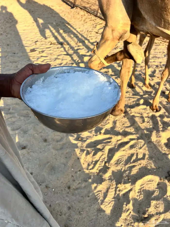 ناقه حمرا مجموع حليب 3