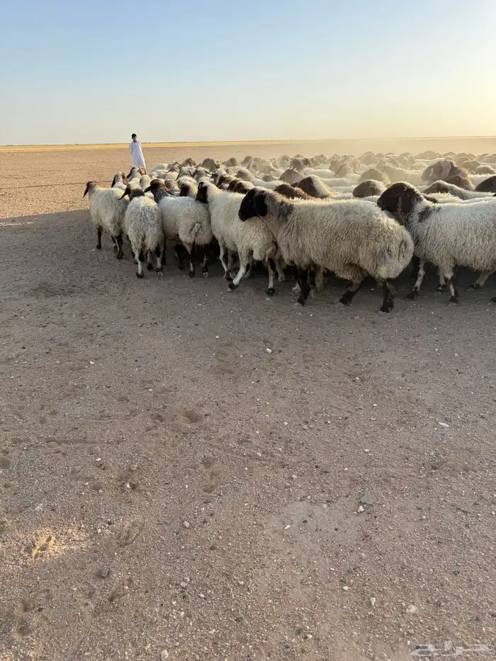 نعيم مراح 9