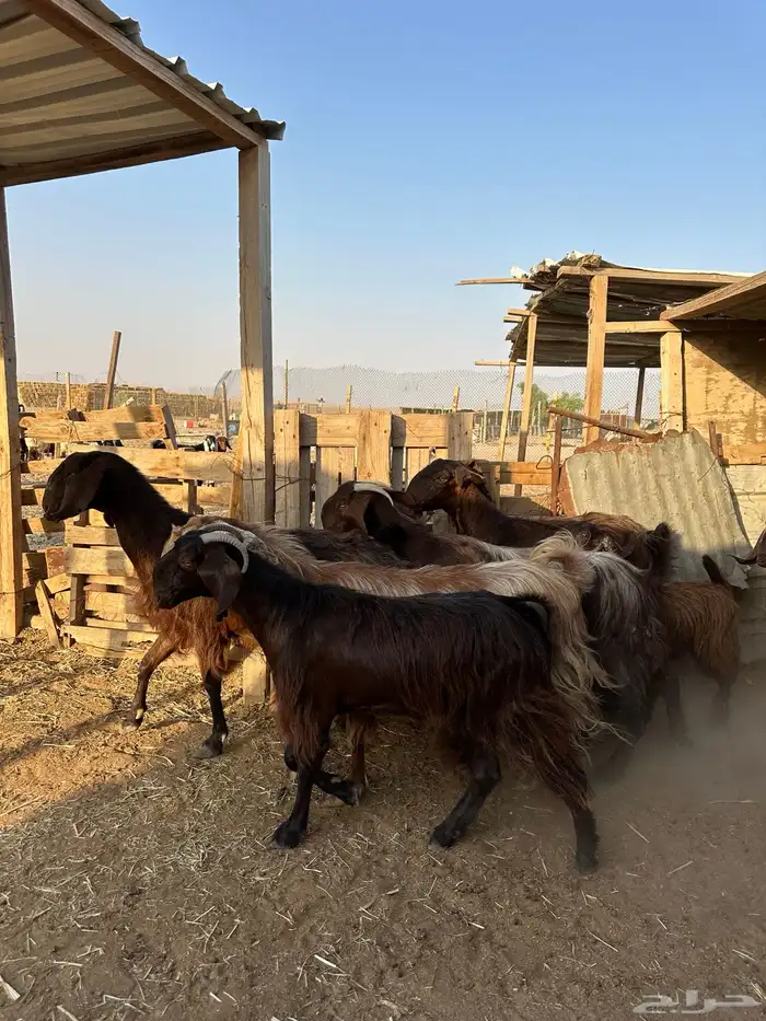 معزا قبرصيات فاخره 5