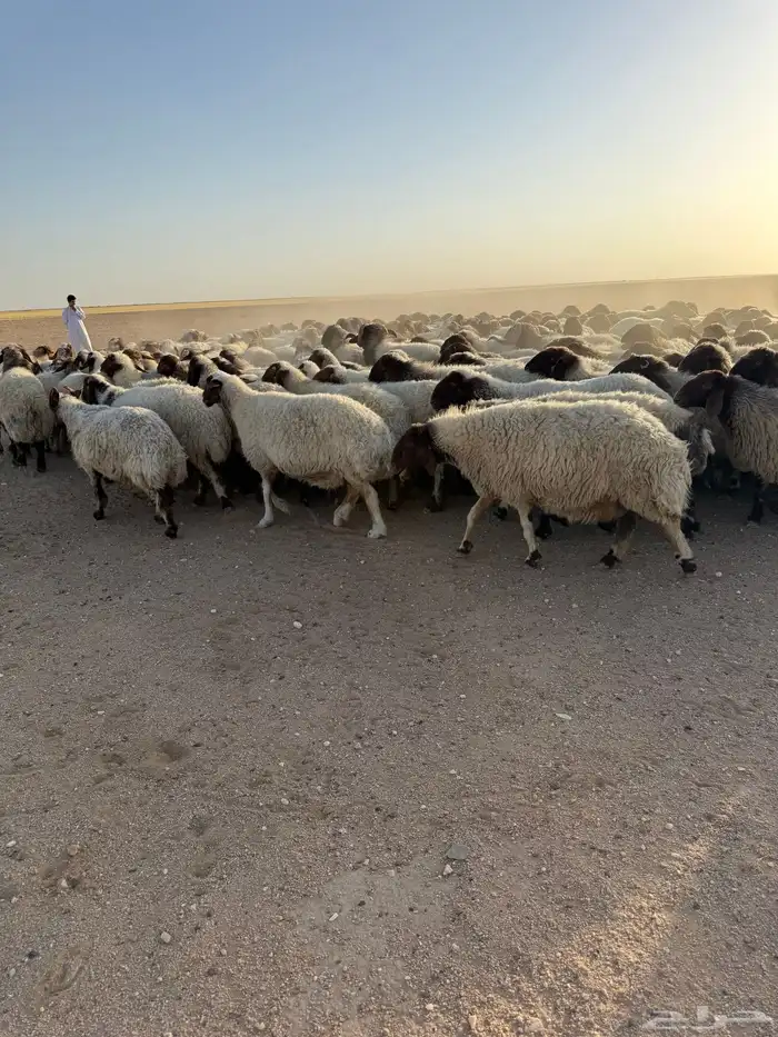 نعيم مراح 7