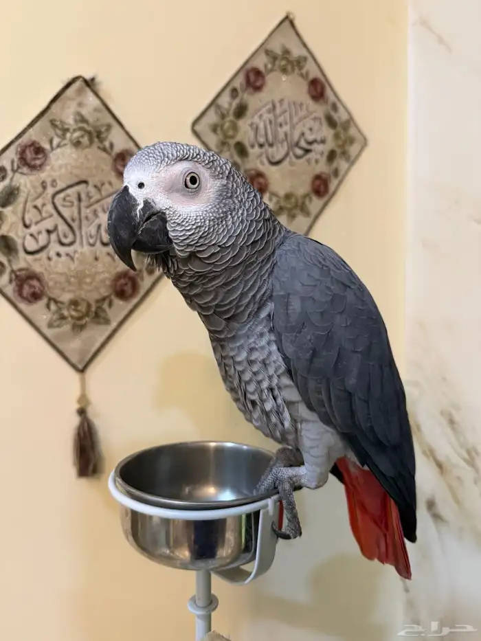 ببغاء كاسكو افريقي 2