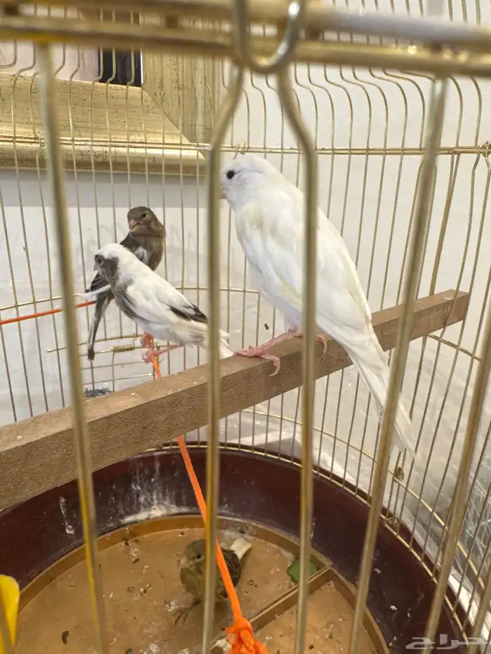 طيور كناري 0