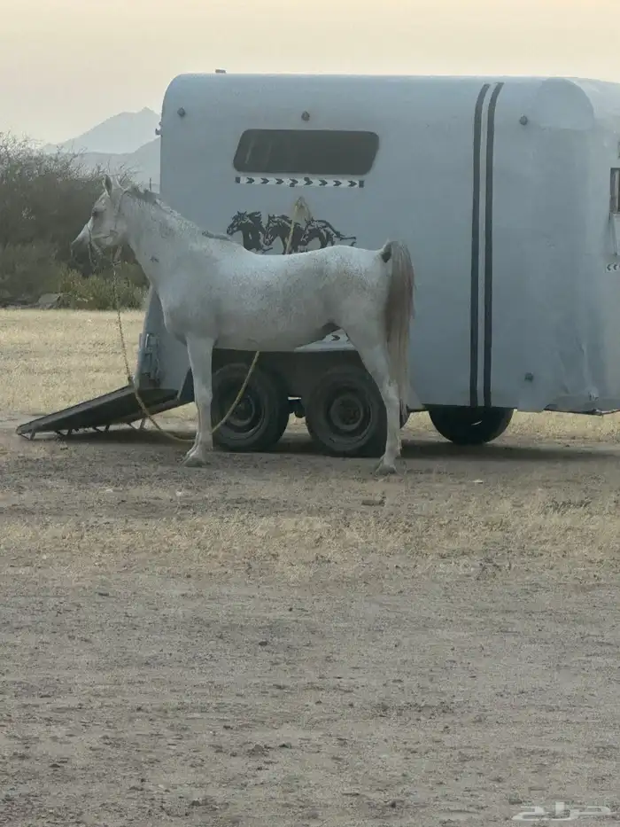عربه نقل خيل 1
