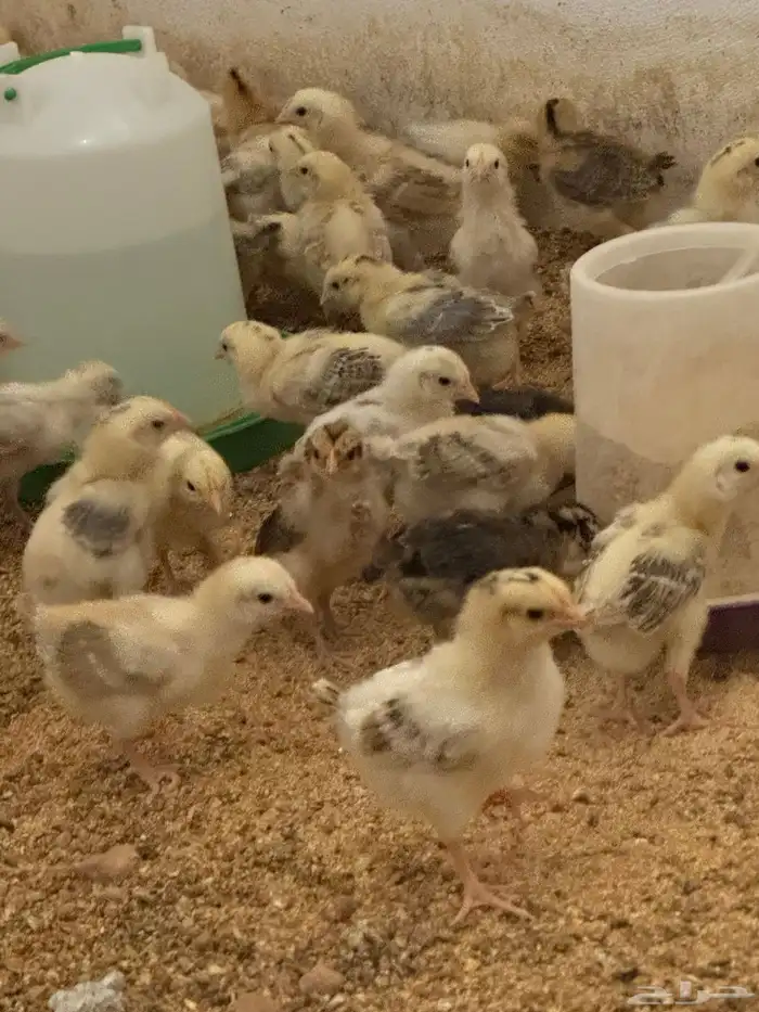 للبيع صوص بلدي وبيض بلدي 6