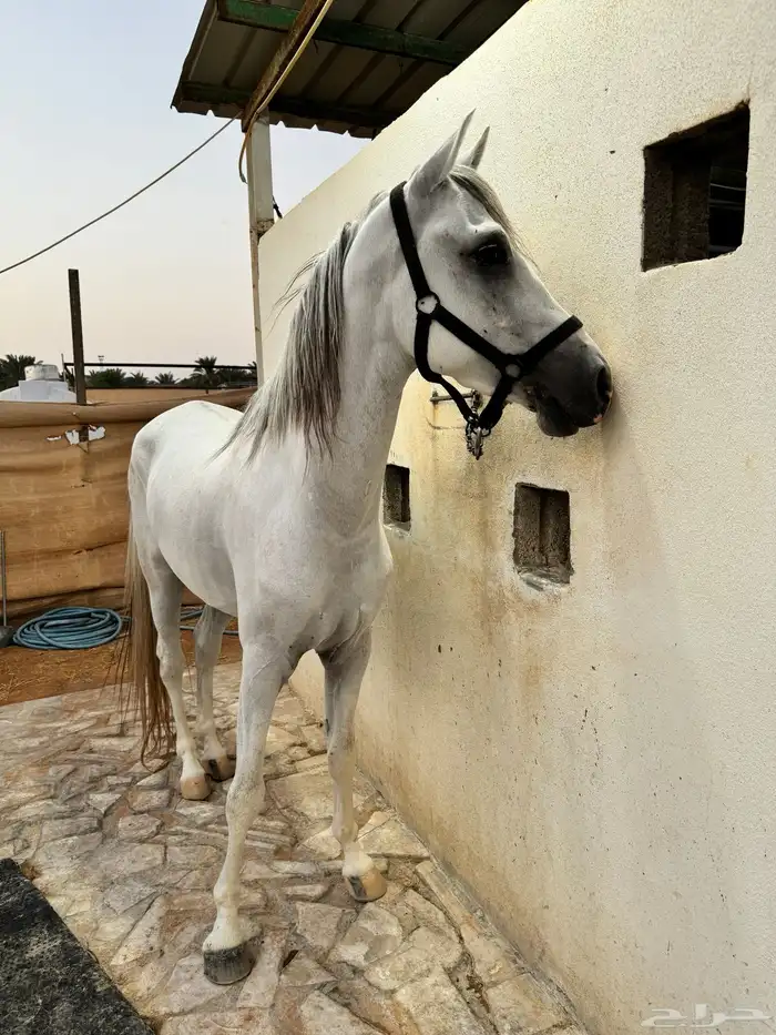 حصان جزيري 4