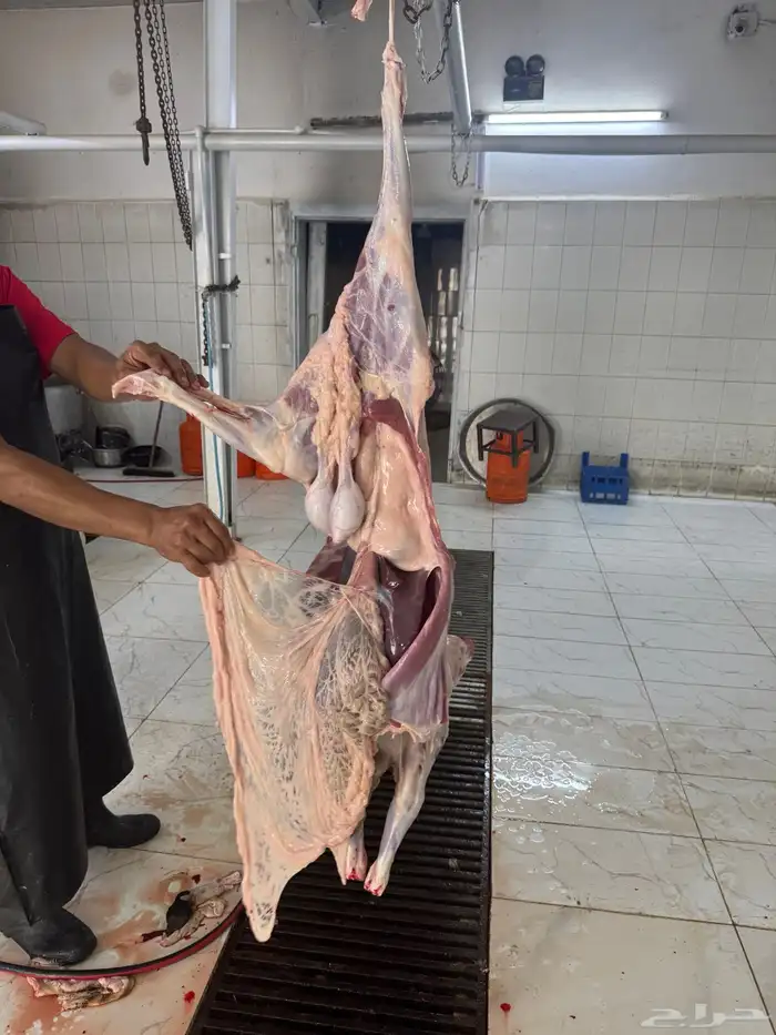 سواكن جملة وتفريد ويوجد توصيل 1