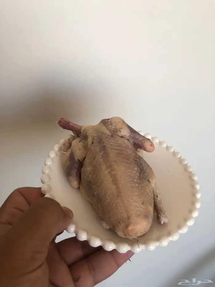 فروخ حمام طيبه 2