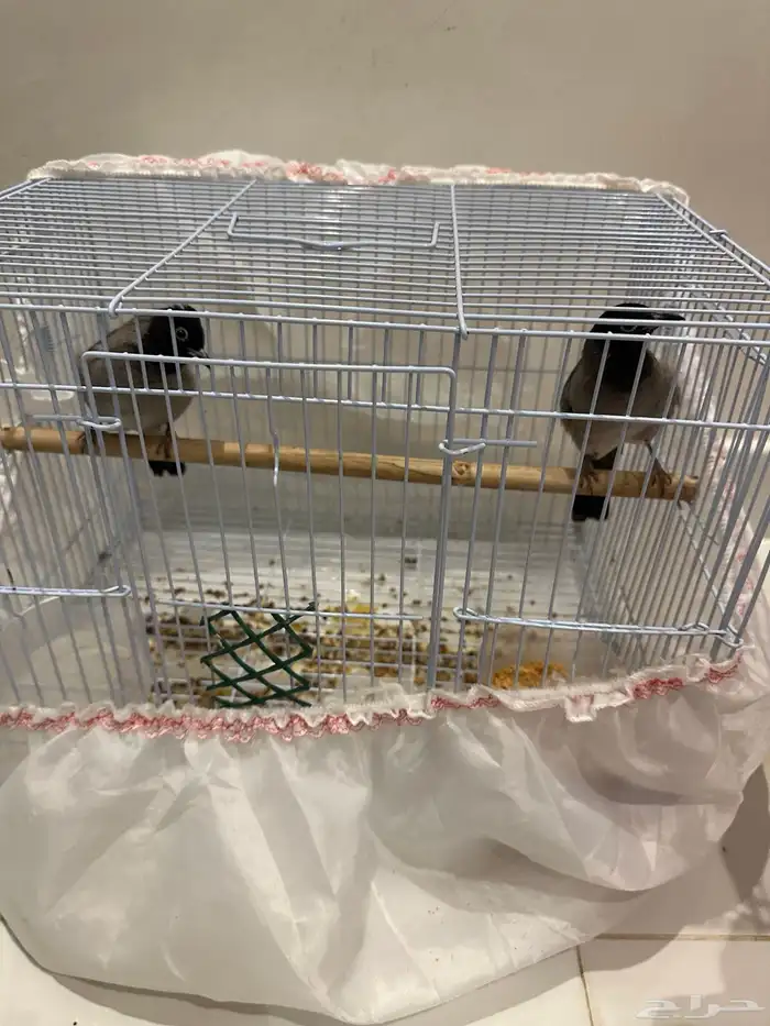 نغاري وليفه 10