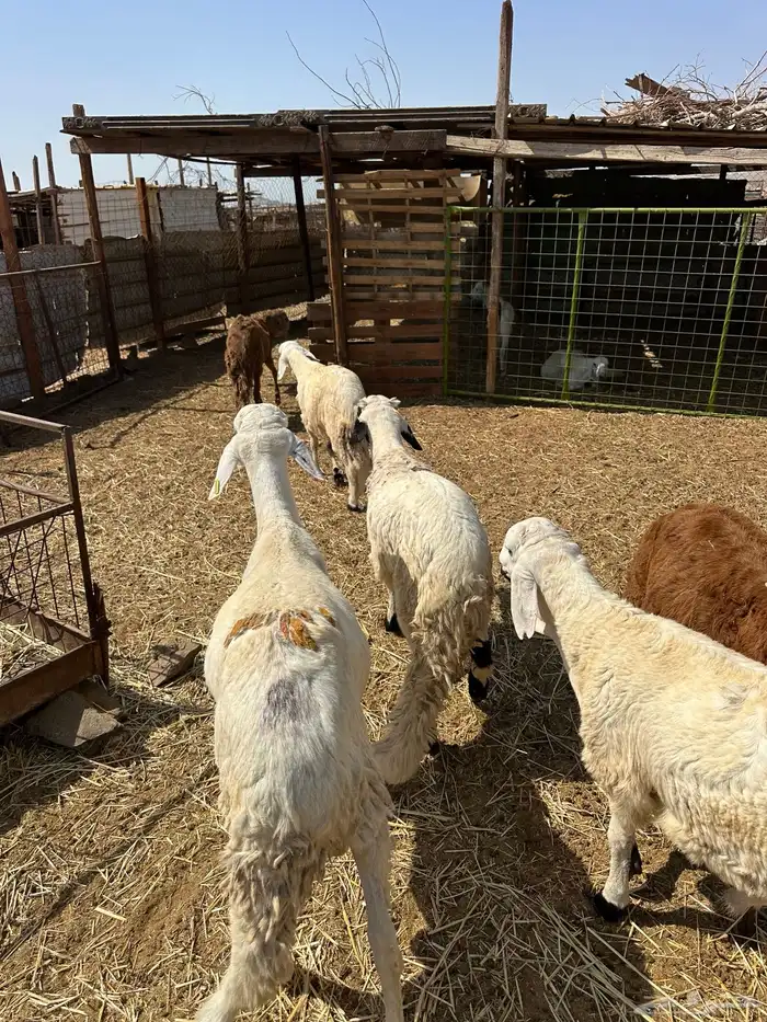 طليان سواكن ثلاجه ومناسبات 2