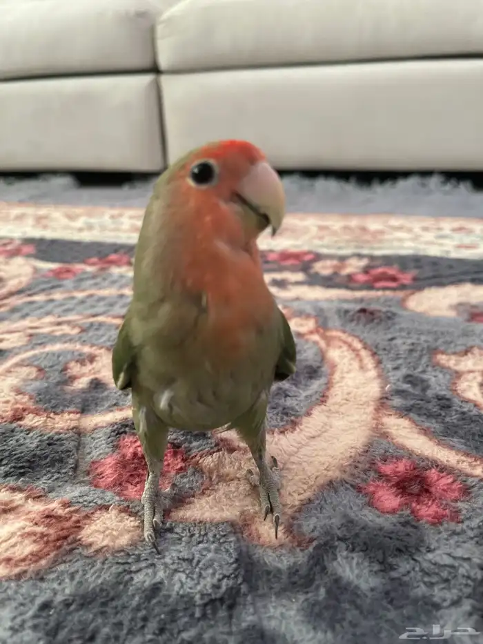 ببغاء روز أليف 0