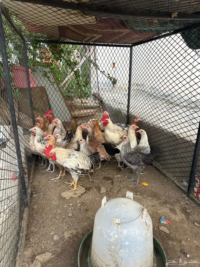 دجاج للبيع 0