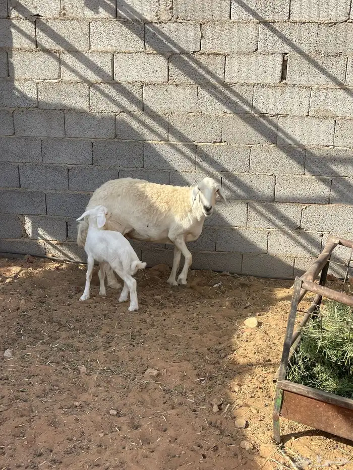 شاة حرية حرشاء صنف متبع 0