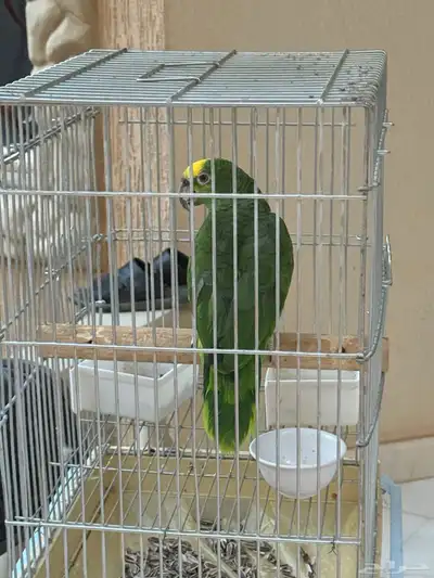 ببغاء امزوني index