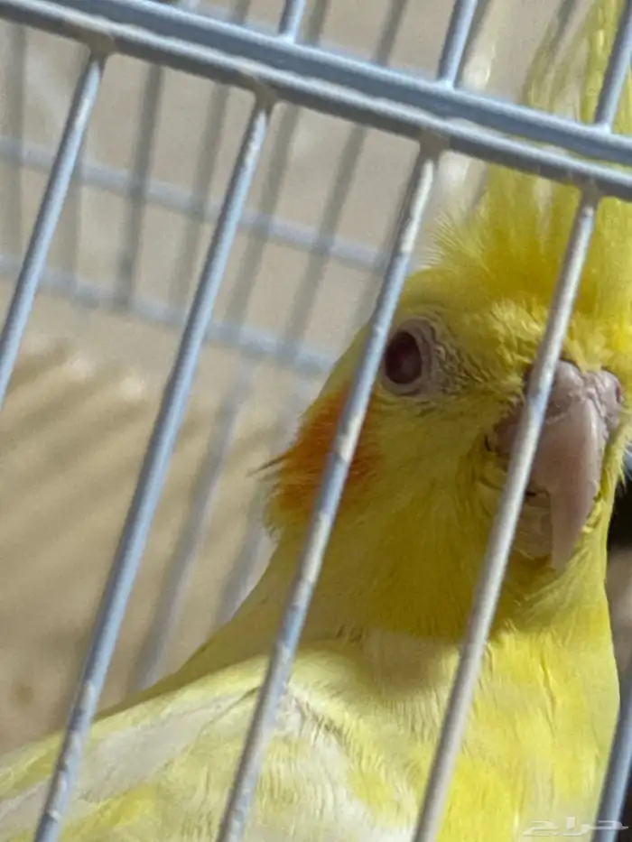 أنثى كروان لتينو منتجه شرط 3