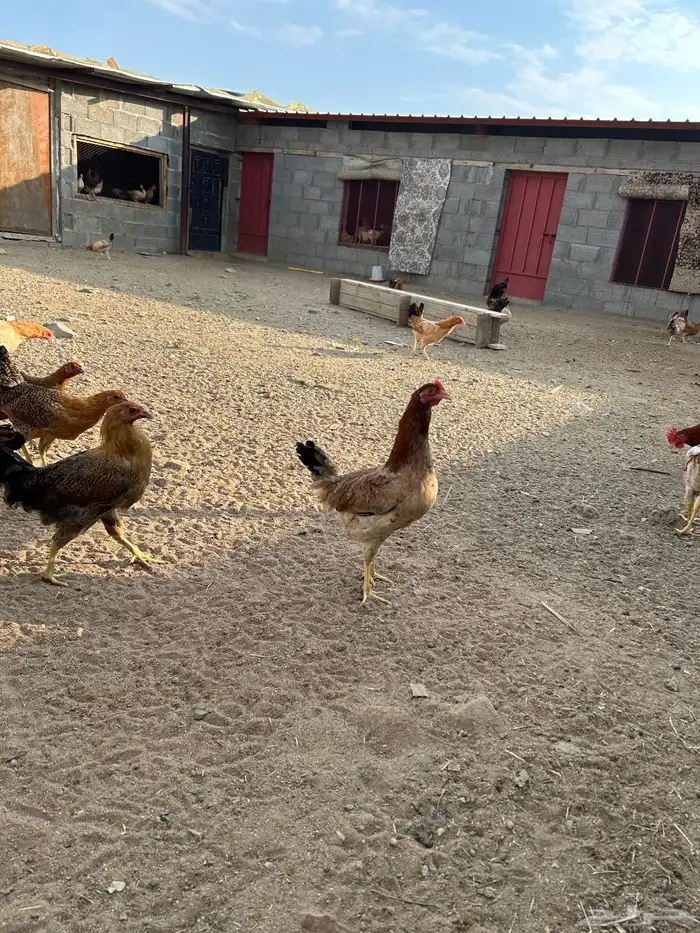 دجاج بلدي 7