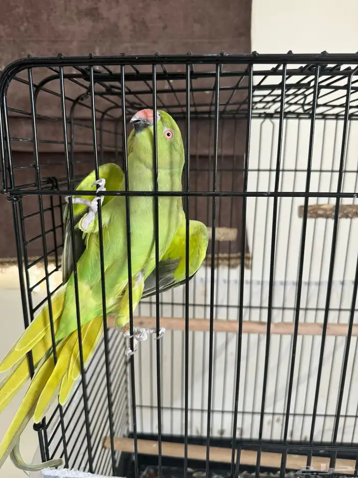بغبغاء ذره 1