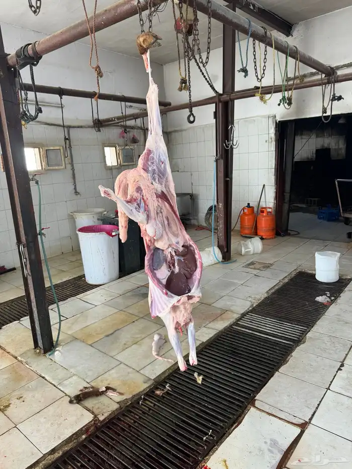 سواكن جملة وتفريد ويوجد توصيل 6