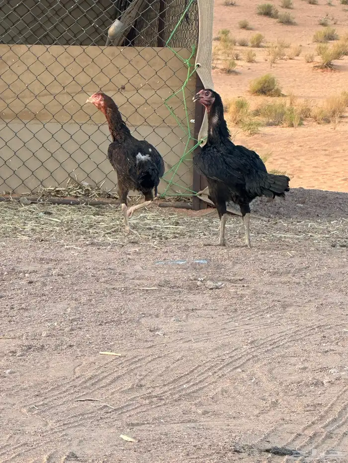 للبيع دجاج شامو وباكستاني 2