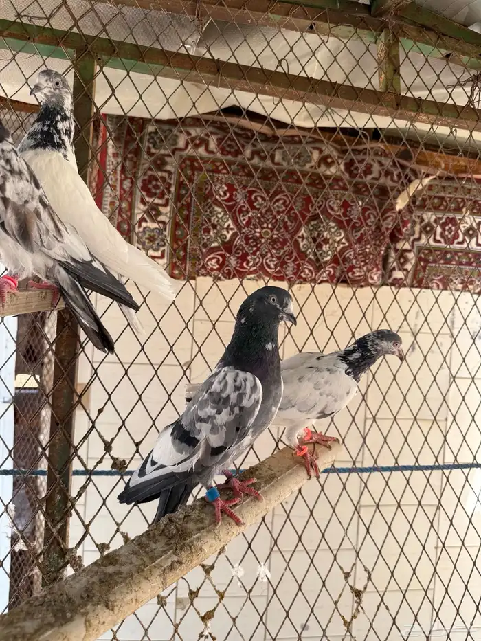 اجواز حمام باكستاني 0