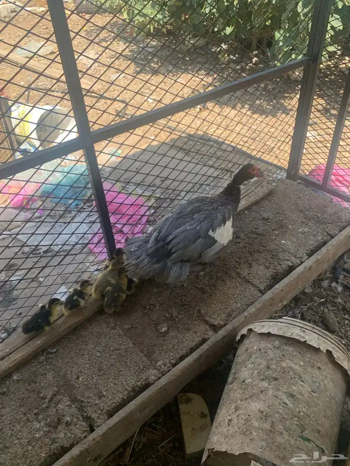 بطة مع فروخها 4