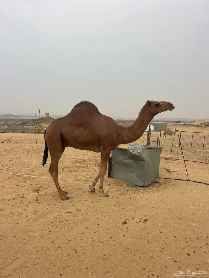 قعود مشروع فحل 0