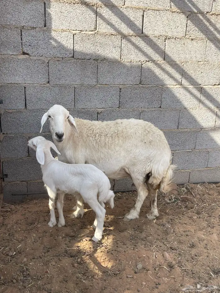 شاة حرية حرشاء صنف متبع 5