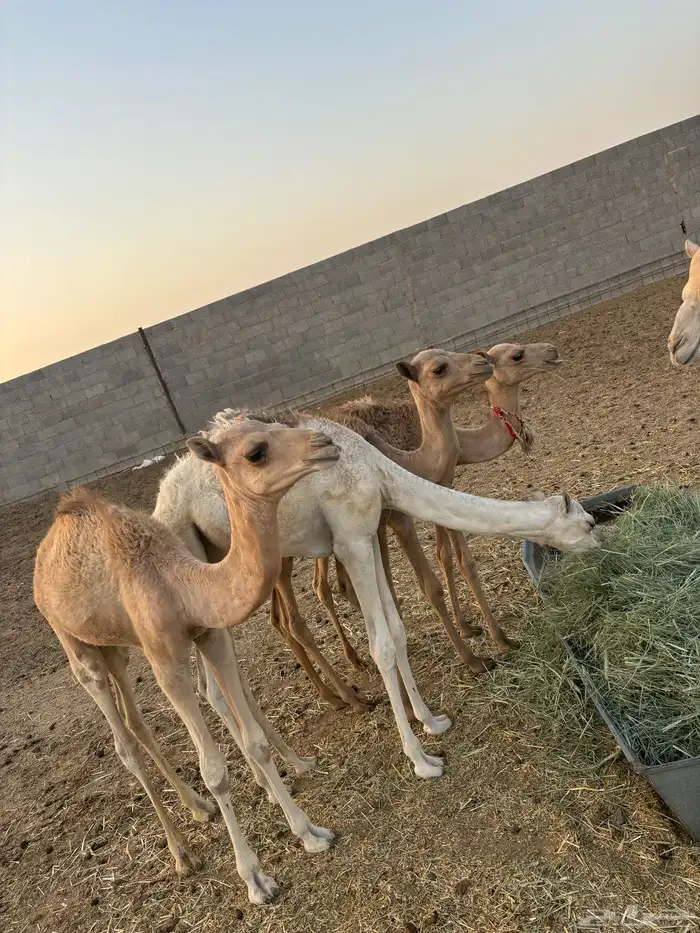 هجن 14