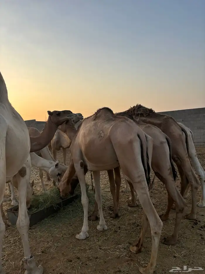 هجن 4