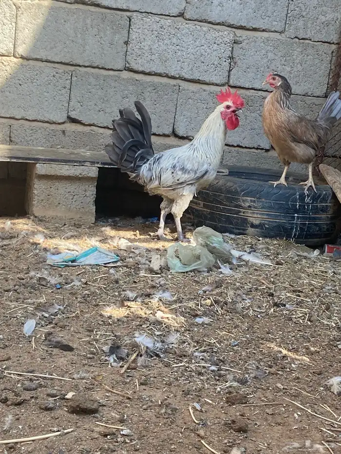 ماشاءالله ديك بلدي 1