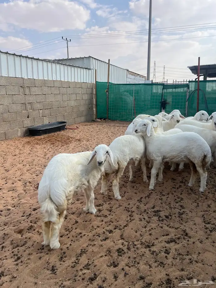 رخال حريات نوادر 8