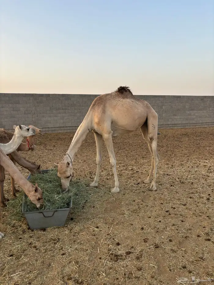 هجن 0