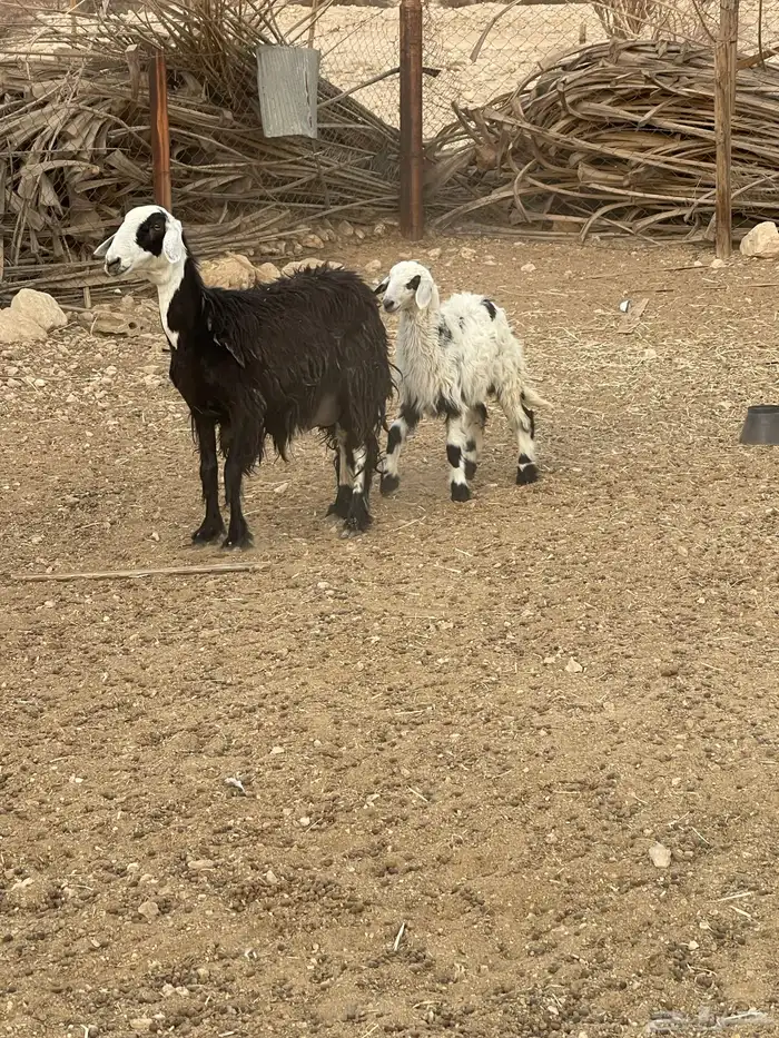 شاه نجديه تحتها رخل ذبيحه والسن رباع 0