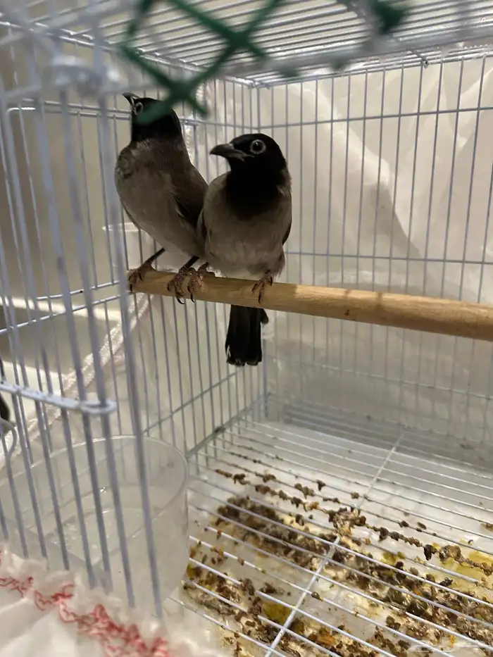 نغاري وليفه 4