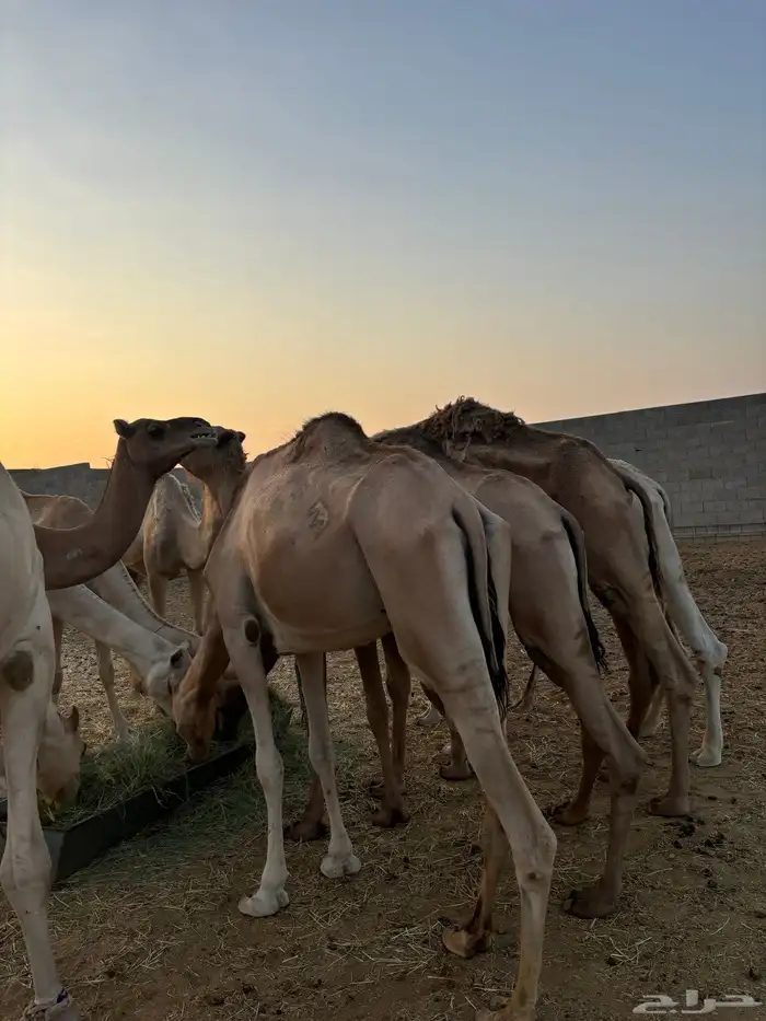 هجن 5