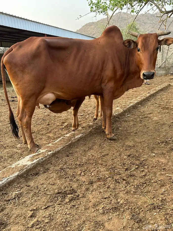 بقره بلدي فاخره حليبها وافر وزبده مشروطه جميع العيوب 1