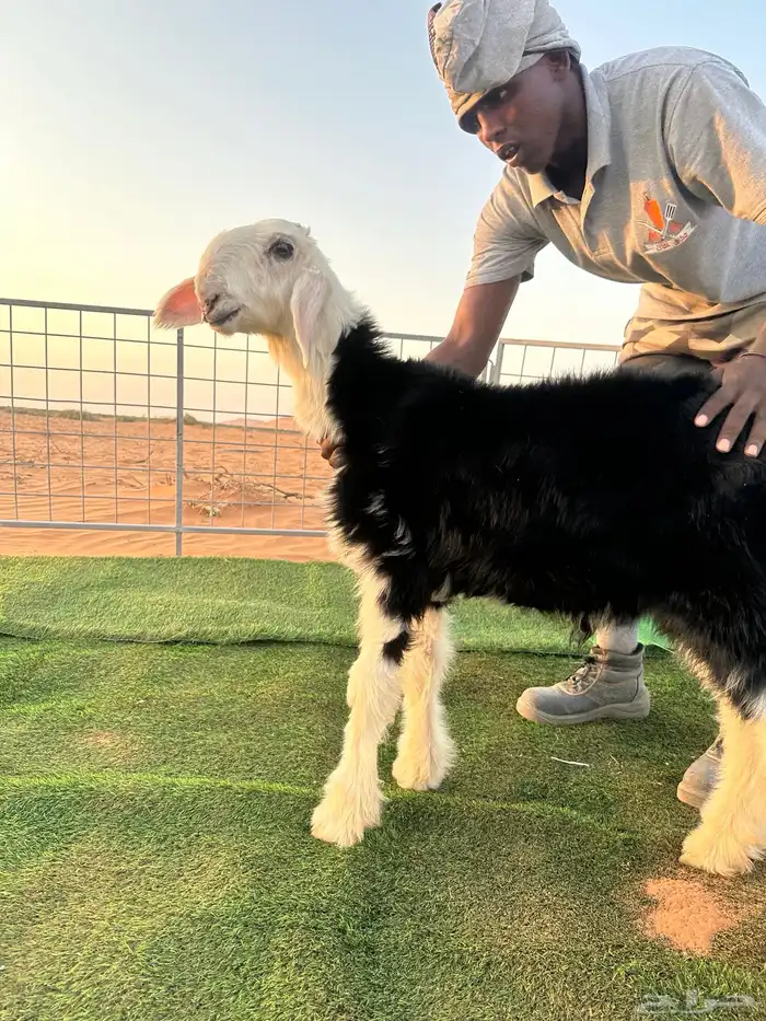 طلي نجدي مشروع فحل 0