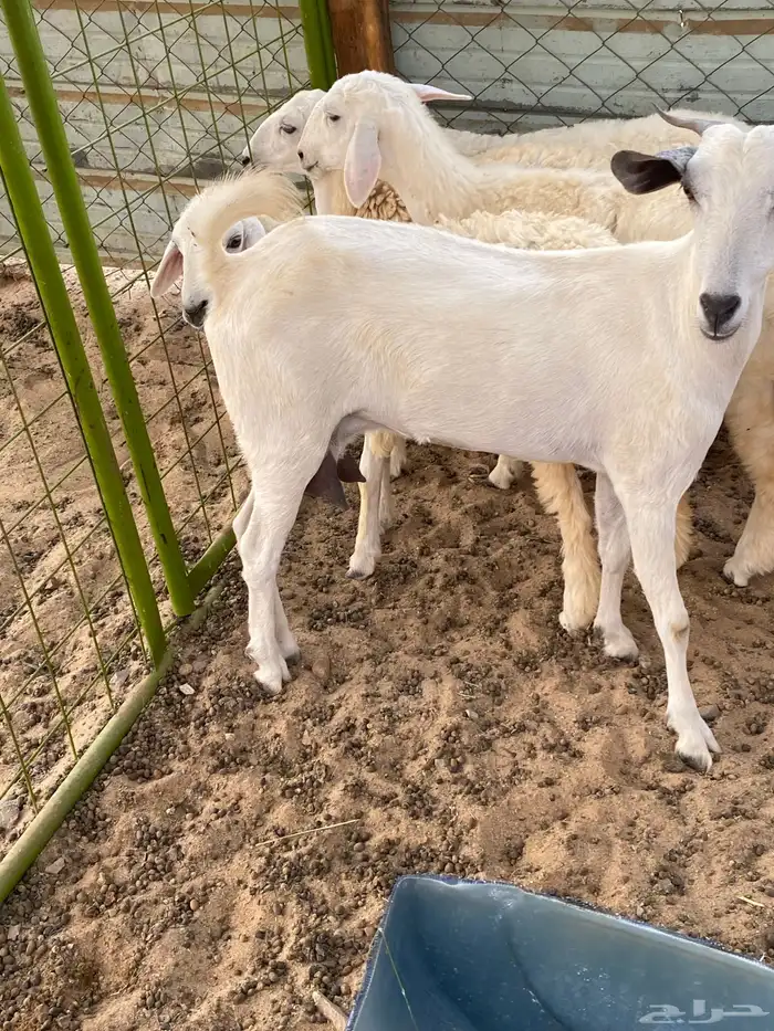 جفره ثنيه 2