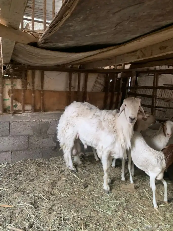 خروف حري عمره سديس شرط فحل 4