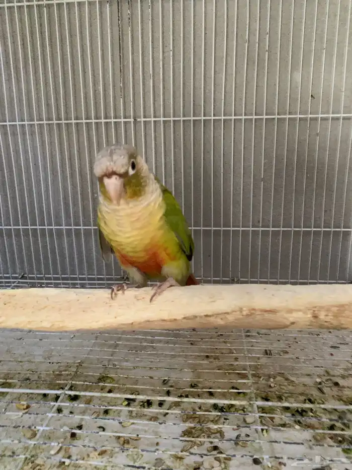 كنيور اليف 0