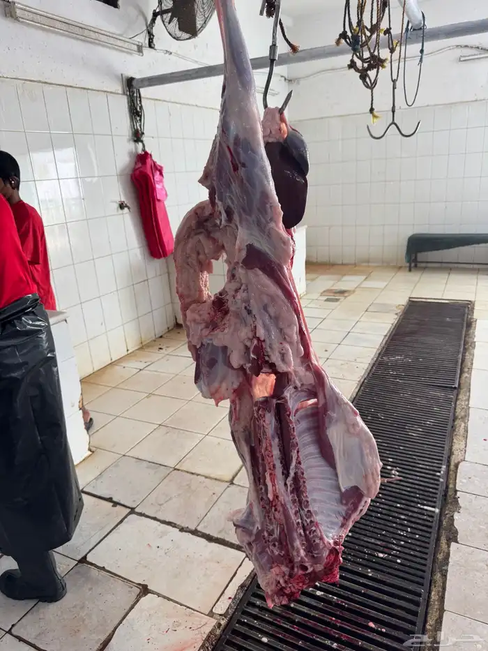 سواكن جملة وتفريد ويوجد توصيل 5