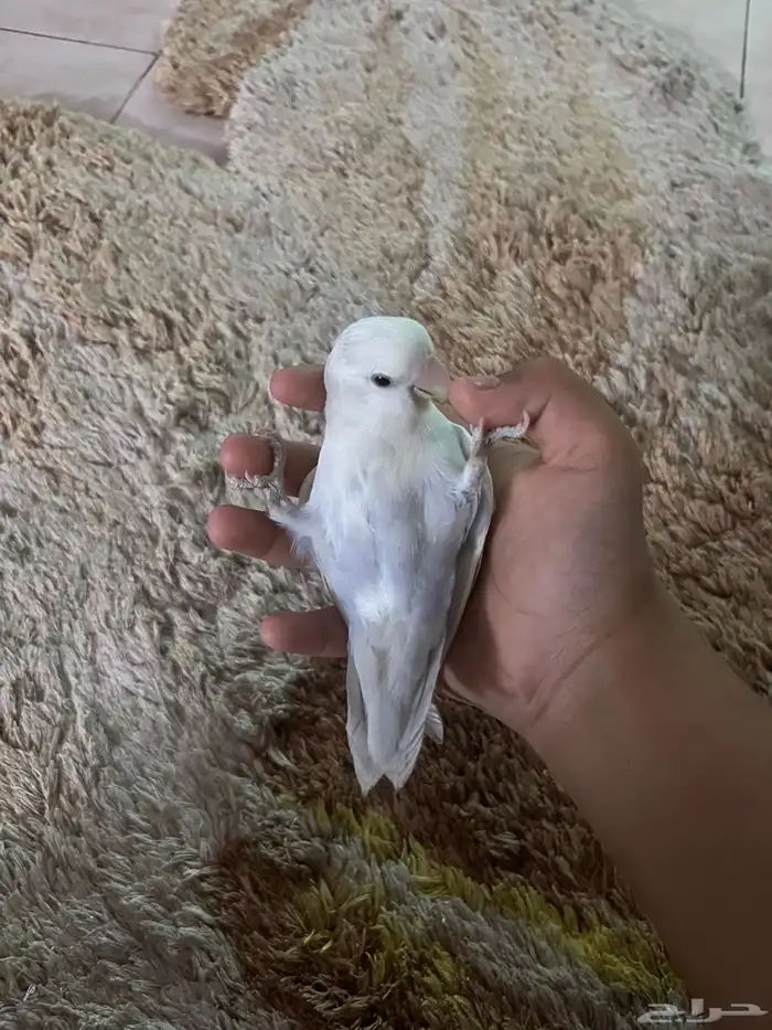 طير روز اليف جدا هدد داخلي و خارجي على السوم التواص واتس 3