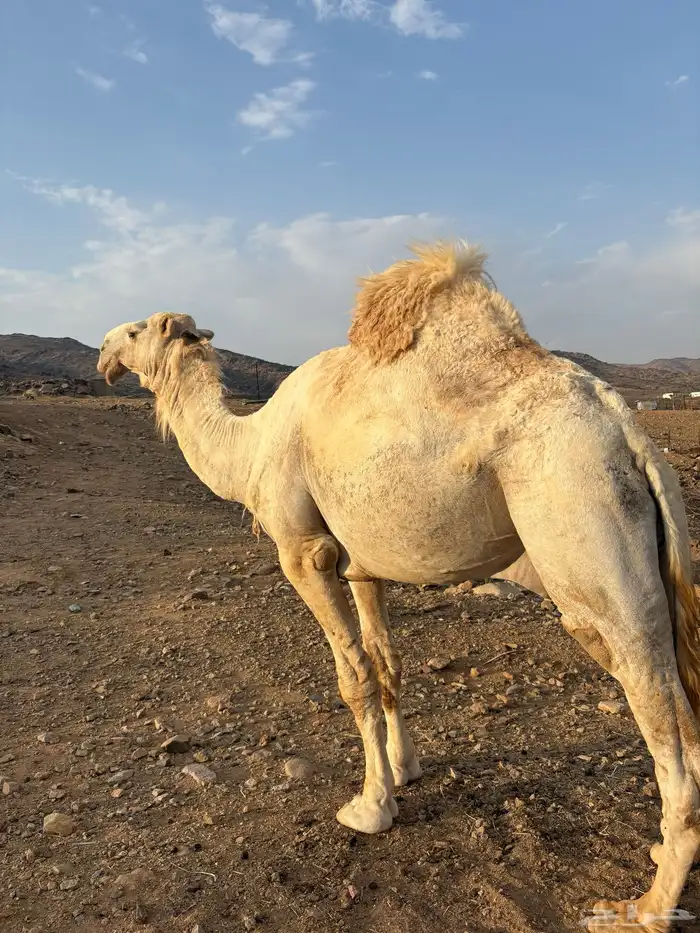 جمل اوضح كفوو 1