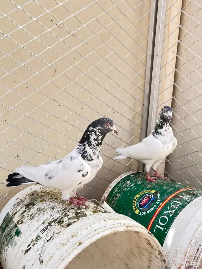 حمام باكستاني 1